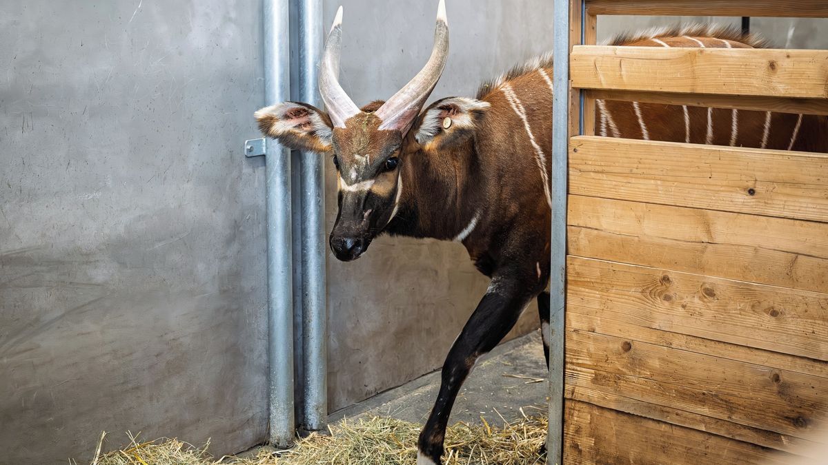 Čtyři samci bonga horského se vrátí z Evropy do Keni